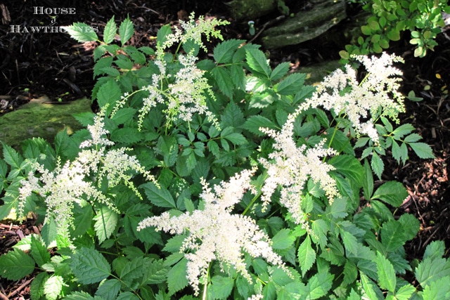 Astilbe - One of 5 Fabulous Perennials For Your Summer Garden 