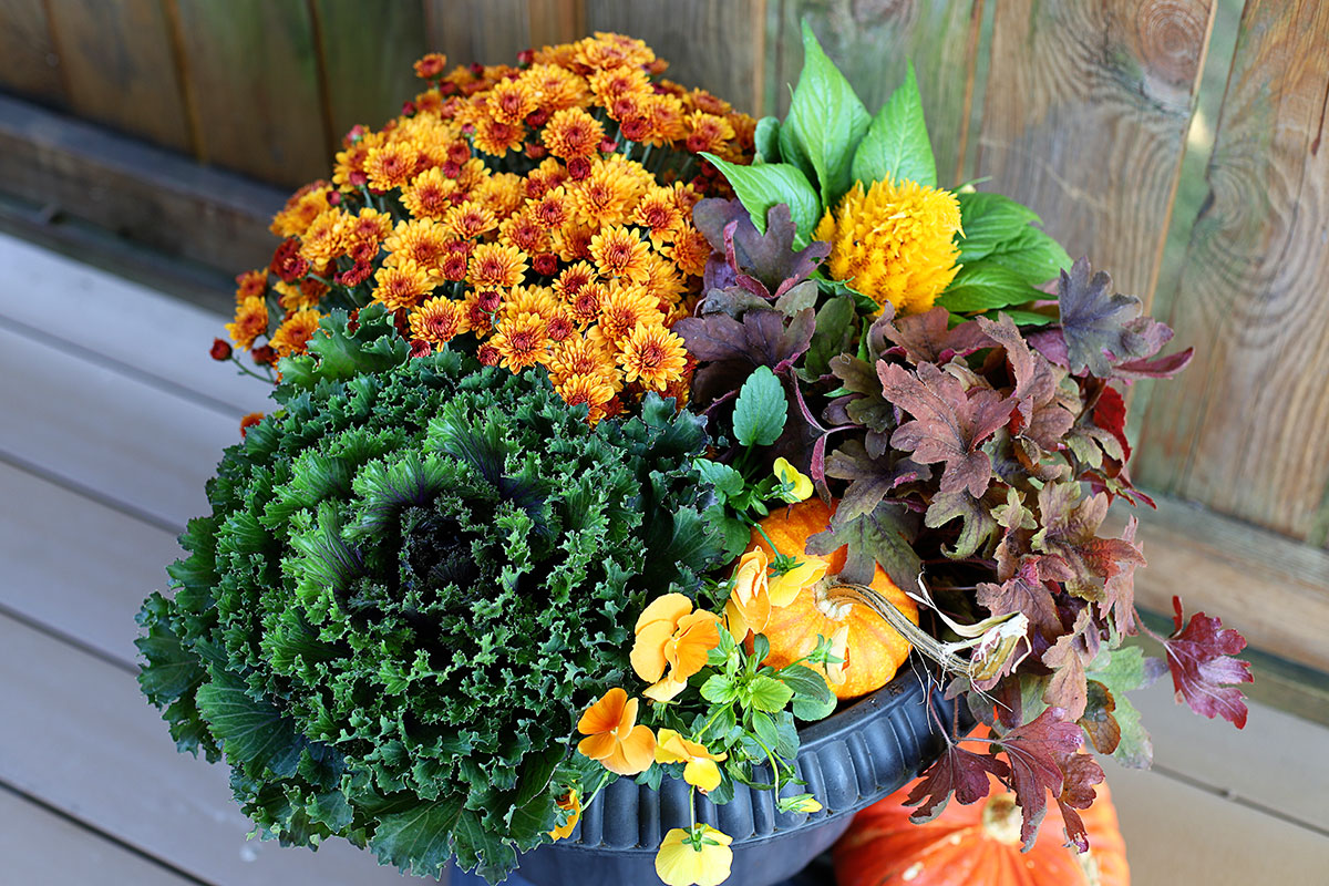 Beginner friendly porch planter for fall including mums, cabbage, coral bells and pansies. 