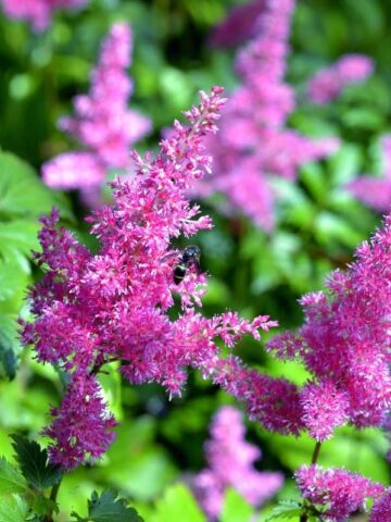 best shade loving perennials - bright lavender astilbe