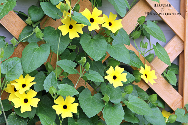 Black-eyed Susan vine - you must plant one of these in your garden this year - it's the vine that keeps going strong all summer long 