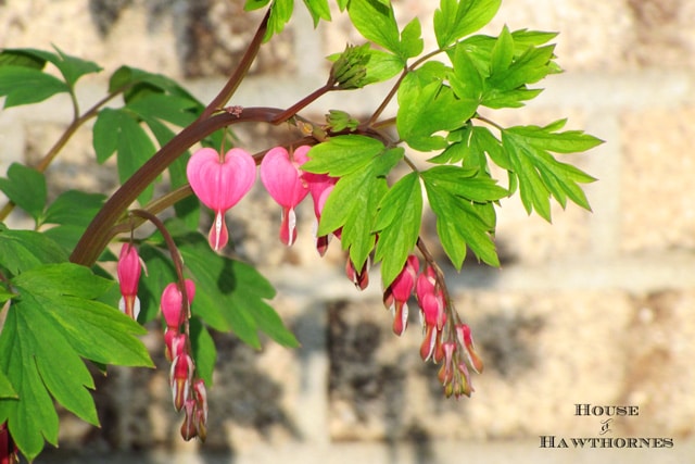 Bleeding Heart aka Dicentra - One of 5 Fabulous Perennials For Your Summer Garden 