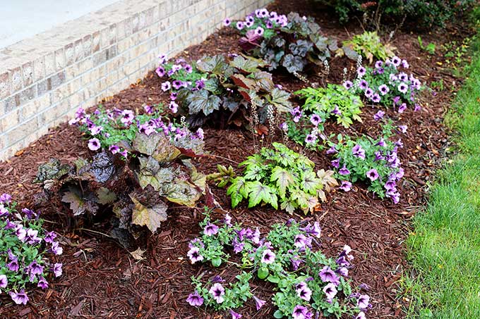Coral Bells, Foamflower and Supertunia Bordeaux planted in the flower bed