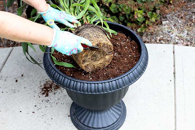 Cutting root ball to replant plants.