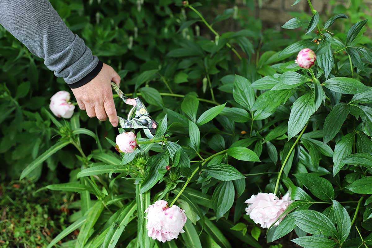 cutting peonies in the garden with floral patterned garden shears