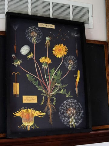 diy wood poster frame with dandelion print from Cavallini & Co.