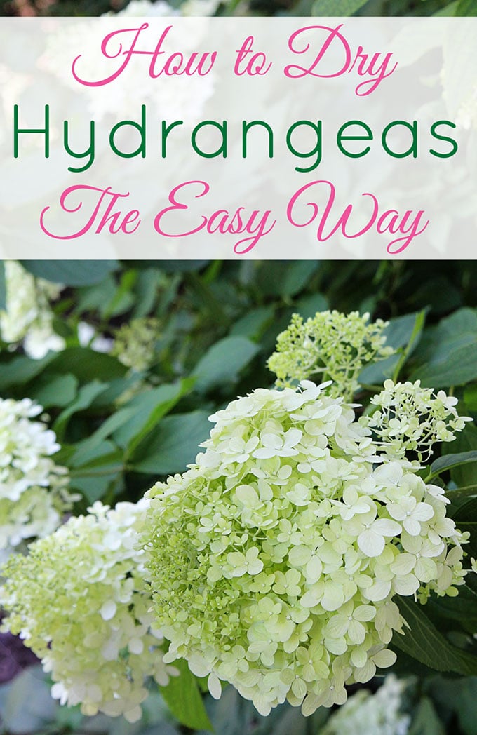 How to dry hydrangeas the EASY way!