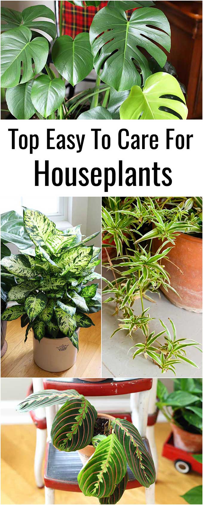 Easy to care for houseplants anyone can grow whether you have a green thumb or not! These plants are perfect for beginner gardeners!