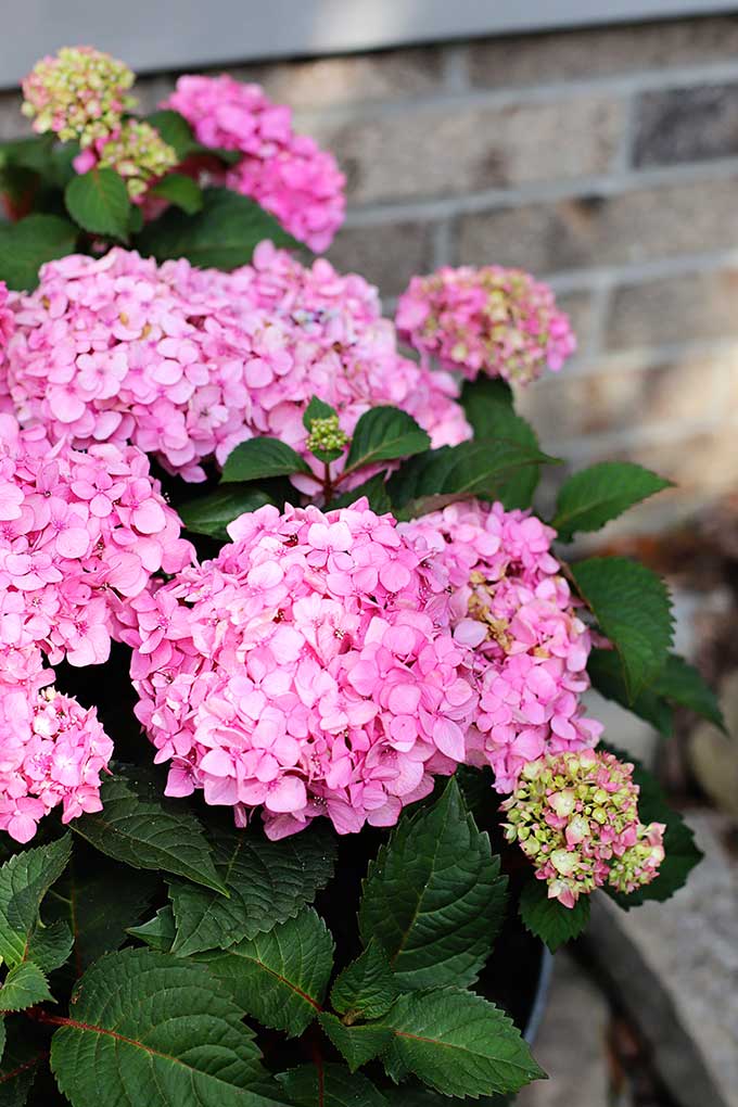 Beautiful pink blooms on Endless Summer hydrangea BloomStruck