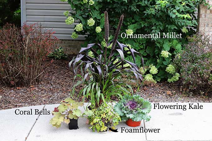 Fall flowers to plant in containers