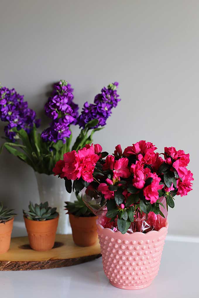 Azalea and purple stock for spring home decor