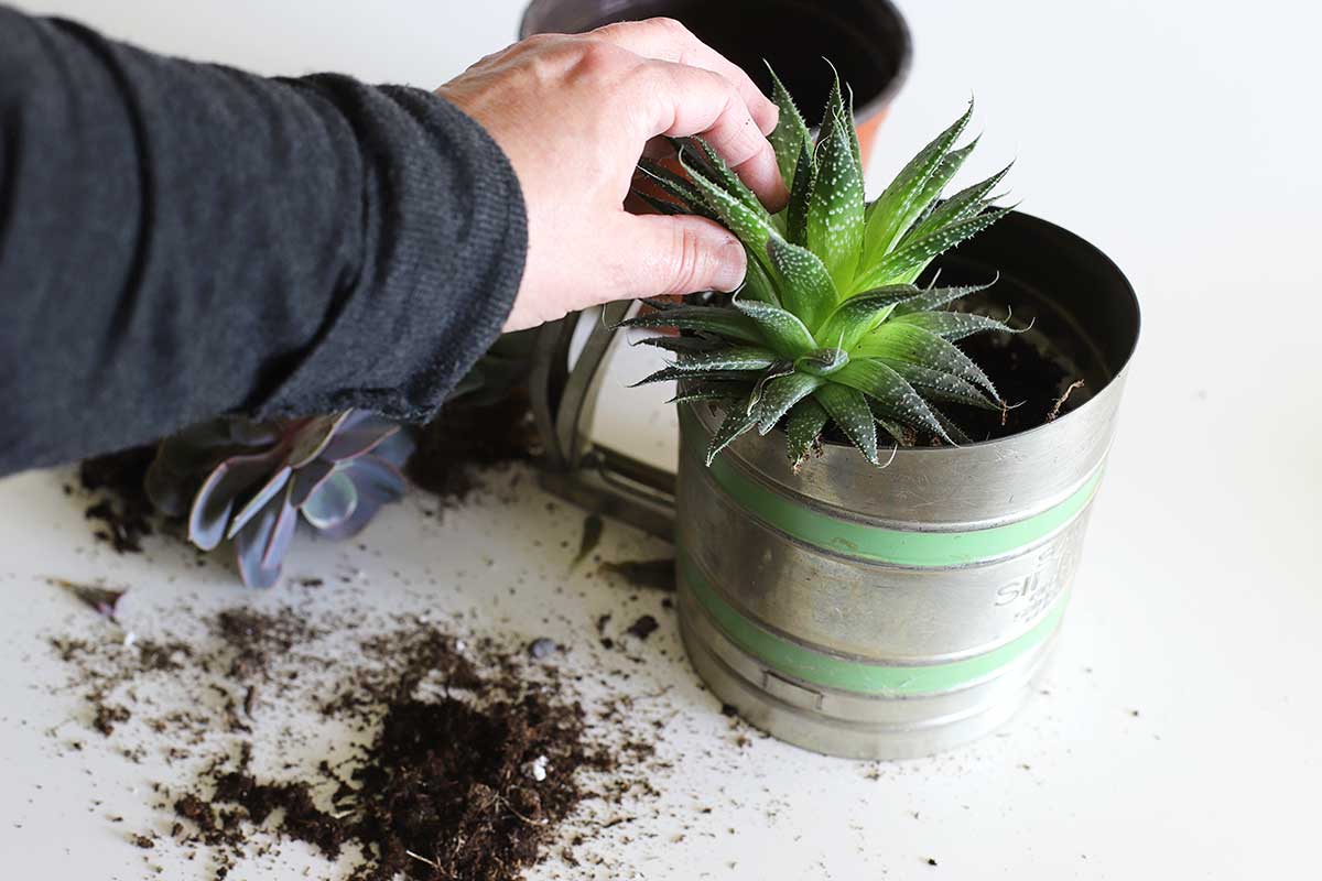 planting succulents in flour sifter