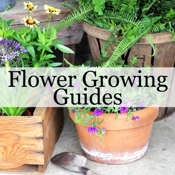 Flower Growing Guides