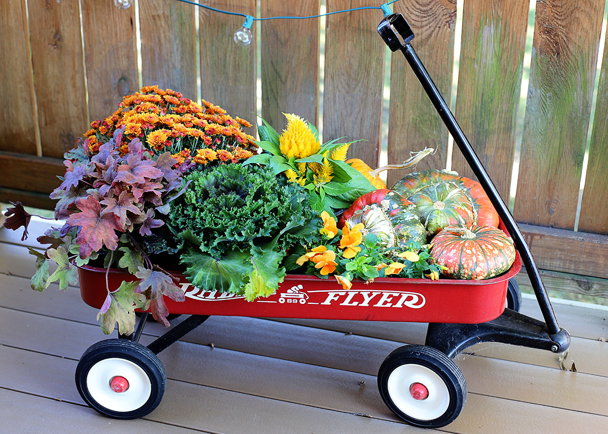 Various fall flowers setting in a Radio Flyer red wagon. 