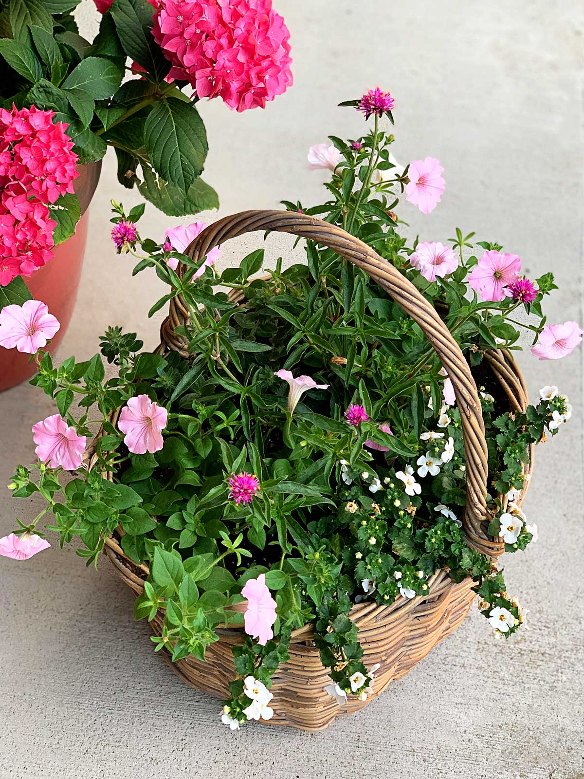Gomphrena, Supertunia, Dwarf Morning Glory and Bacopa mixed container planted in a thrift store basket.
