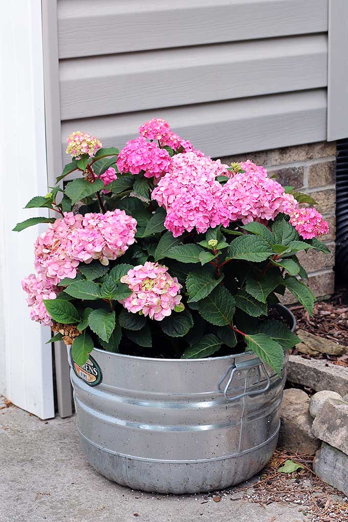 Growing hydrangea in containers