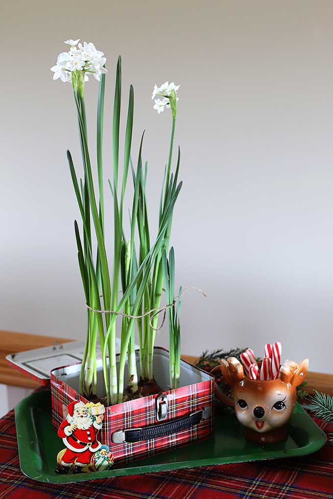 Paperwhites grown in a vintage plaid lunchbox for Christmas decor