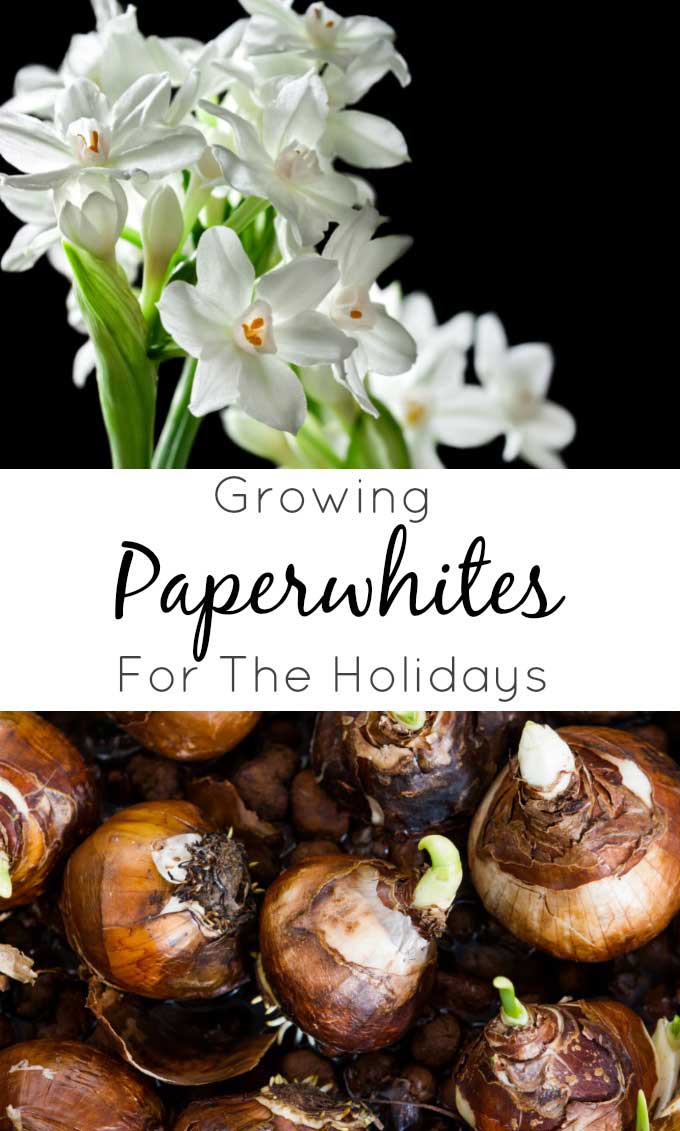 Growing paperwhites for the holidays.