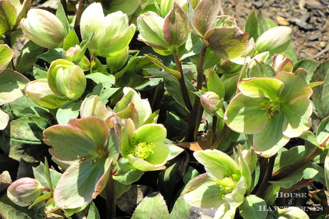 Hellebore aka Helleborus - One of 5 Fabulous Perennials For Your Summer Garden 