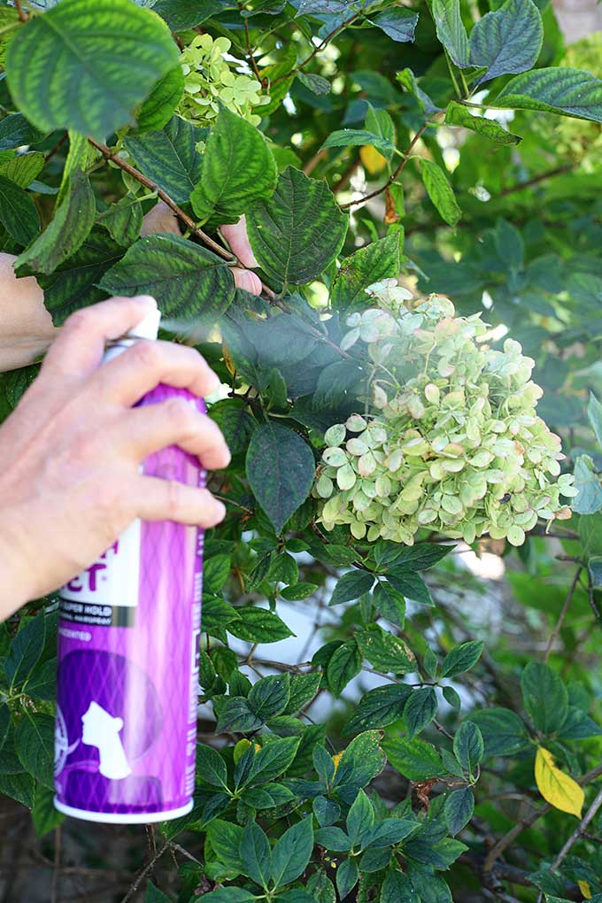 how to dry hydrangeas with hairspray