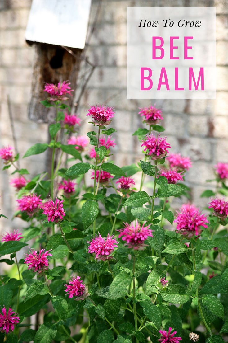 How to grow Bee Balm