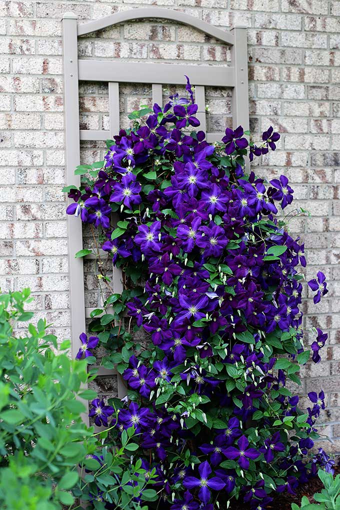 Tips for growing clematis