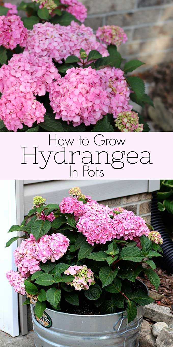 Growing hydrangea in pots