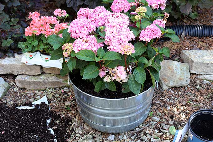 How to grow a hydrangea in a pot