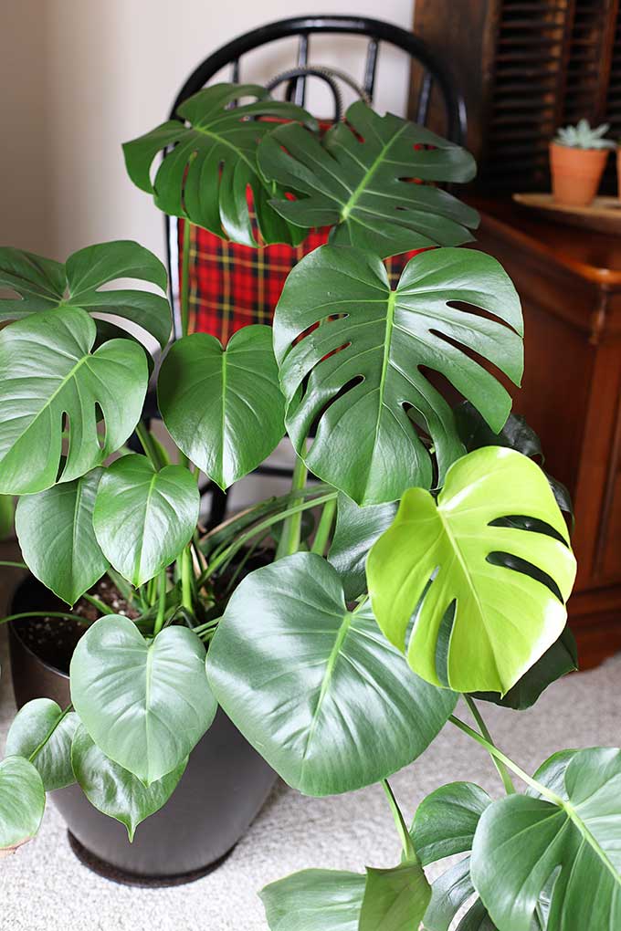 How to grow Monstera plant