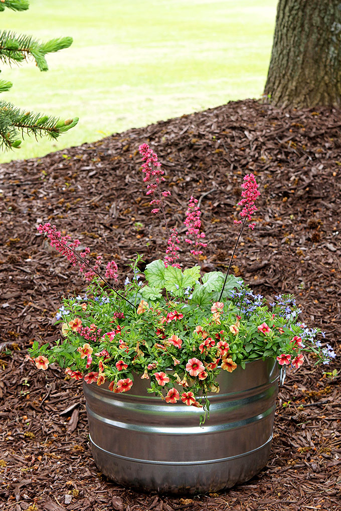 This how to guide for container gardening includes plant selection, instructions to prepare your container and a tip to make potting soil go farther.