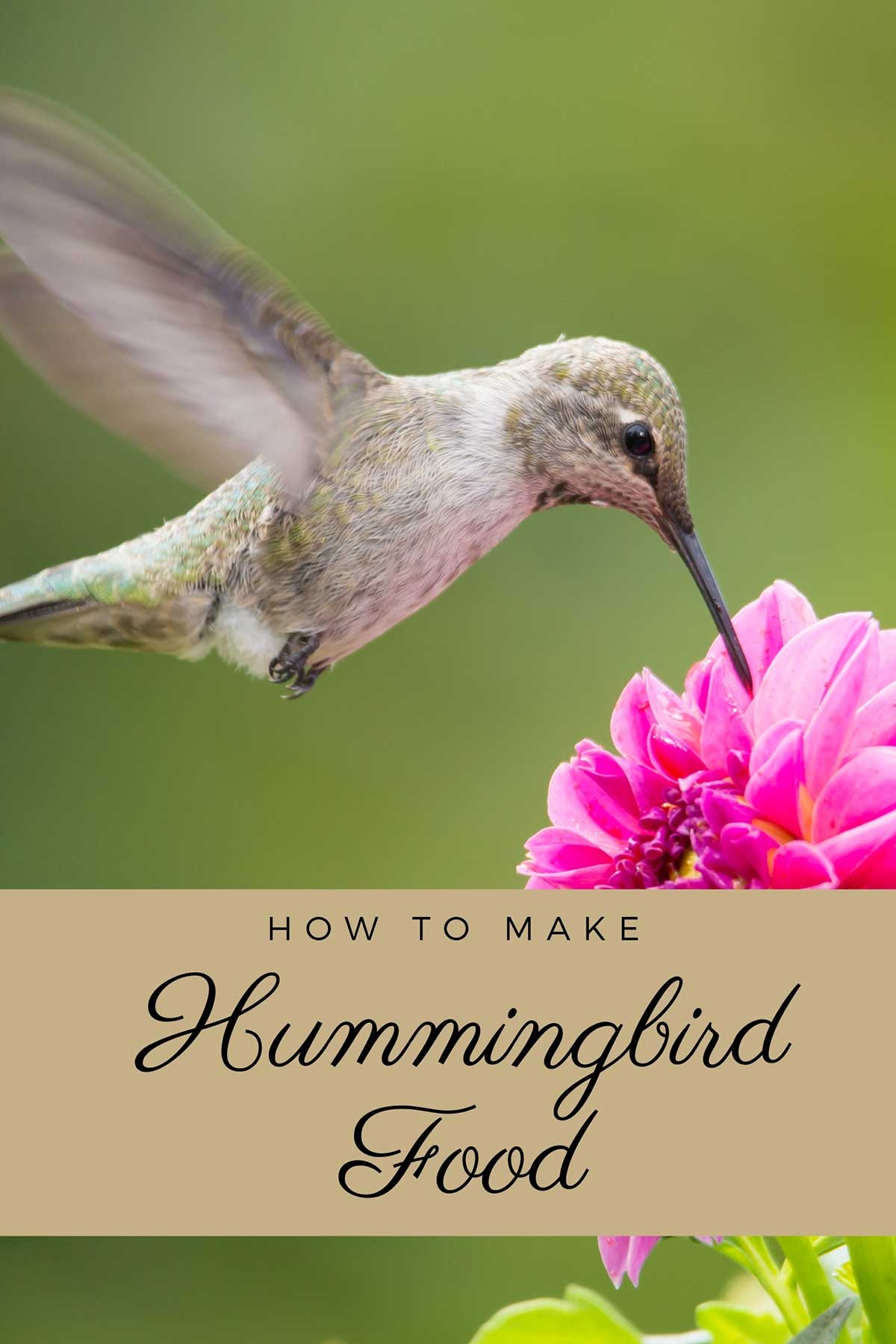 Hummingbird in flight feeding off flowers.