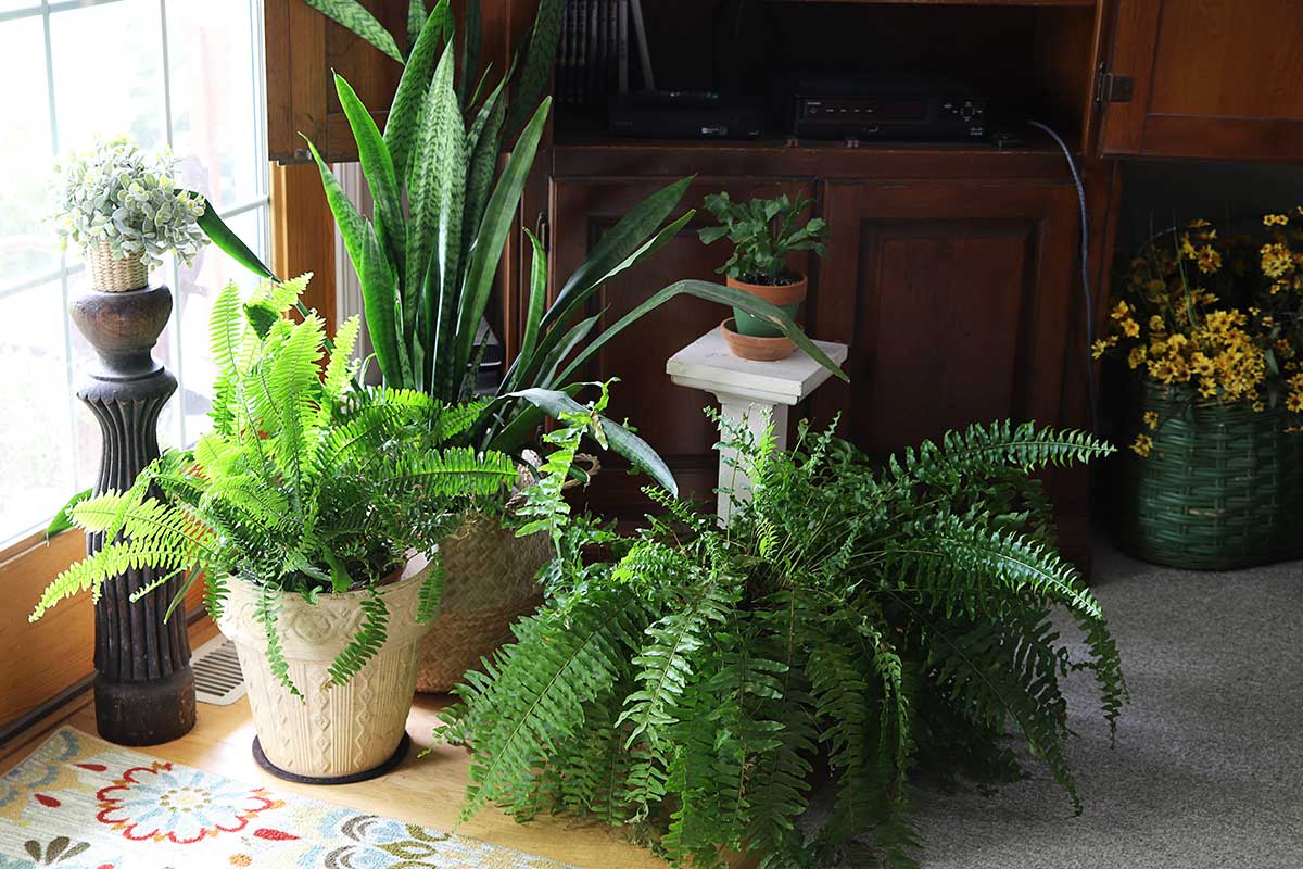indoor plants | ferns and snake plant sitting on floor