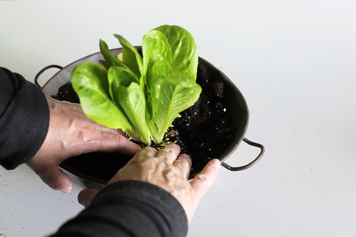 planting lettuce in kitchen colander