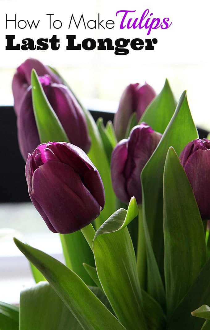 Tips on how to make your grocery store tulips last longer and stay perky. Nobody likes a droopy tulip for spring decorating!