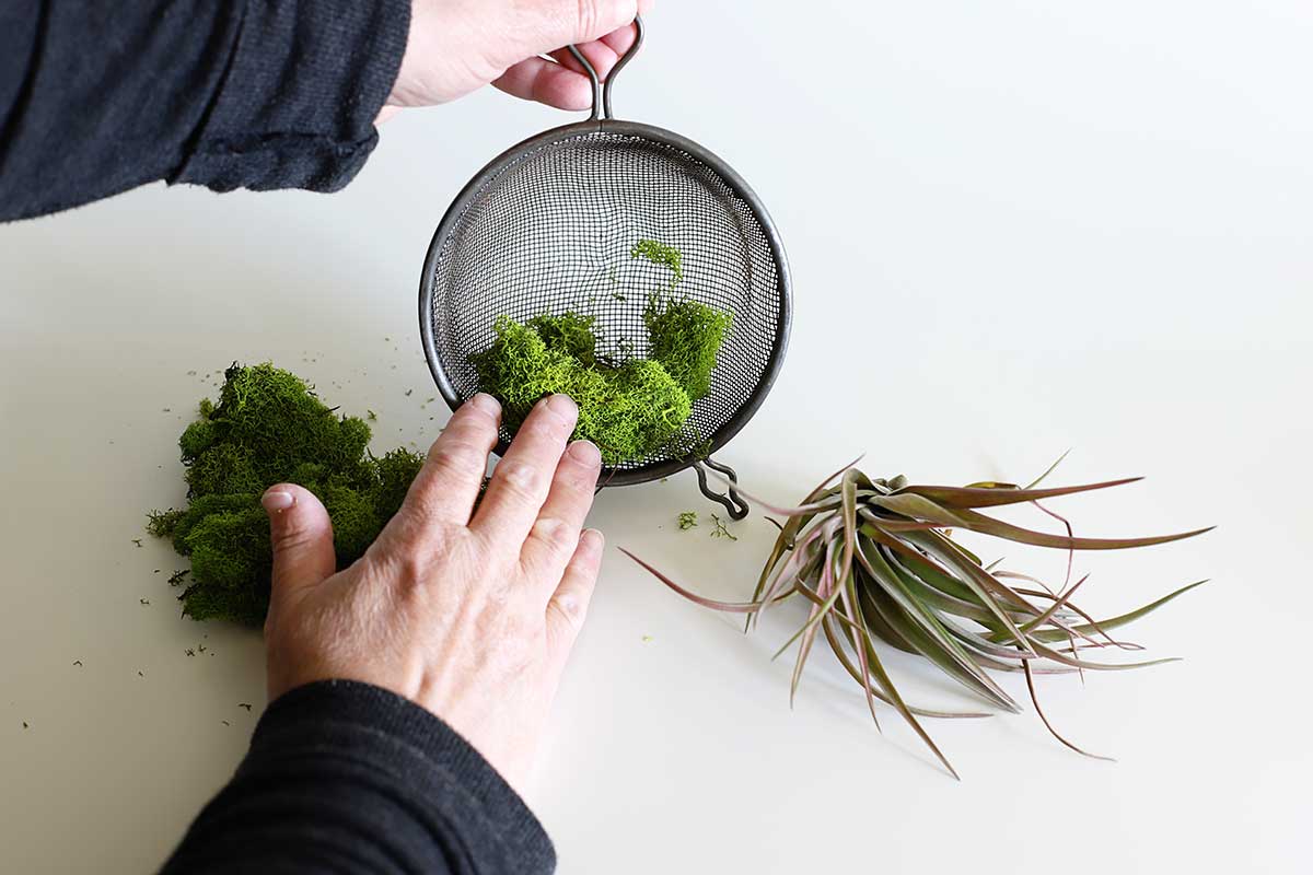 putting moss in kitchen strainer 