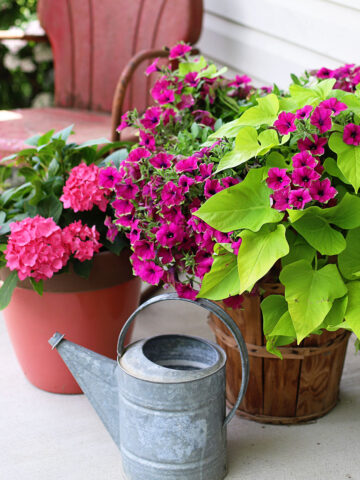 Plant combinations for container gardens.