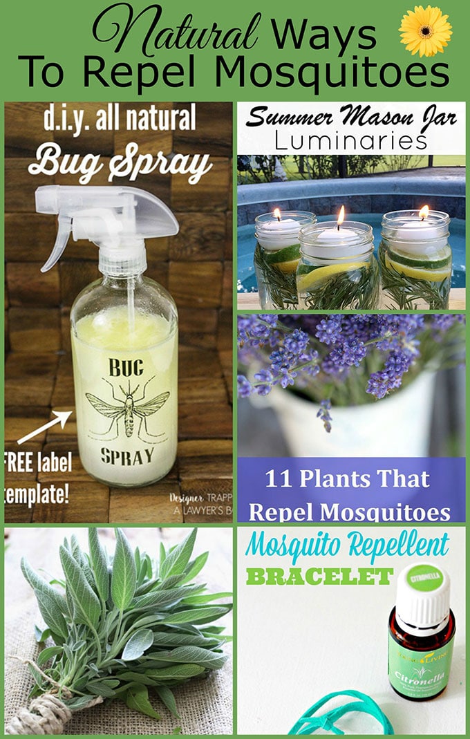 Natural ways to repel mosquitoes without bug spray, including plants that repel mosquitoes, DIY mosquito repellent recipe, and homemade citronella candles.