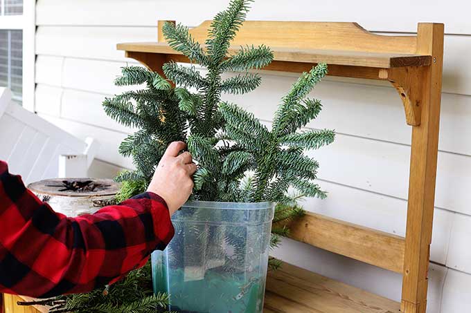 placing Noble Fir in holiday arrangement