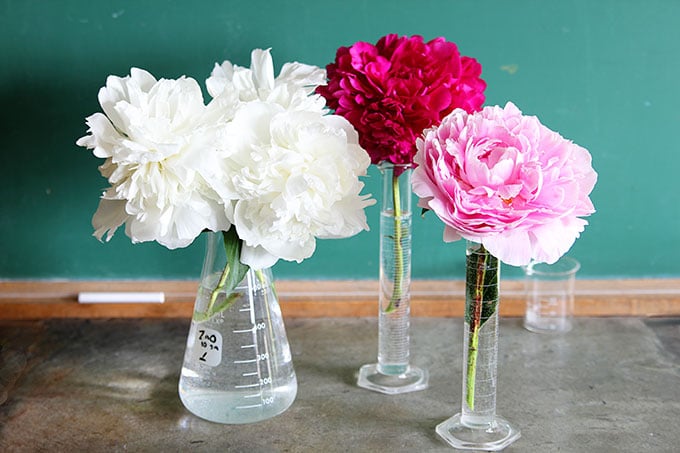 Peonies using Chemistry flasks for upcyclced vases