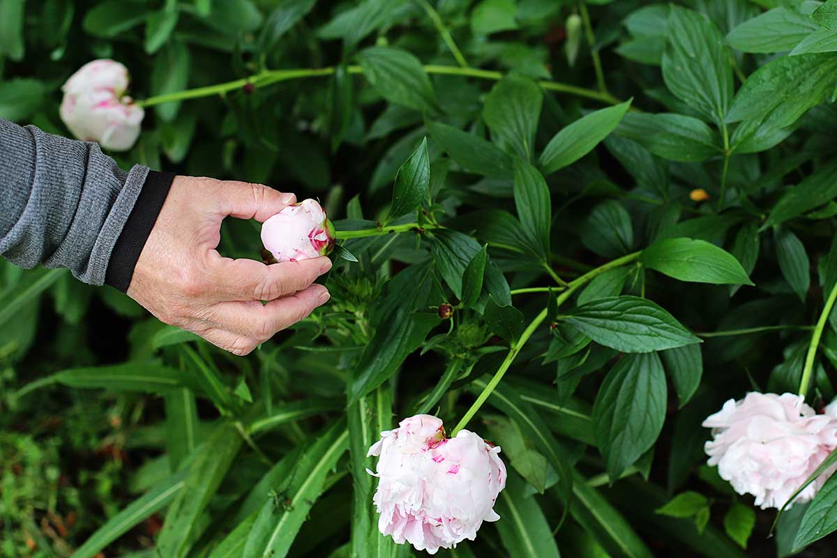 Woman squeezing a peony bud to see if it is in the marshmallow stage of development. 