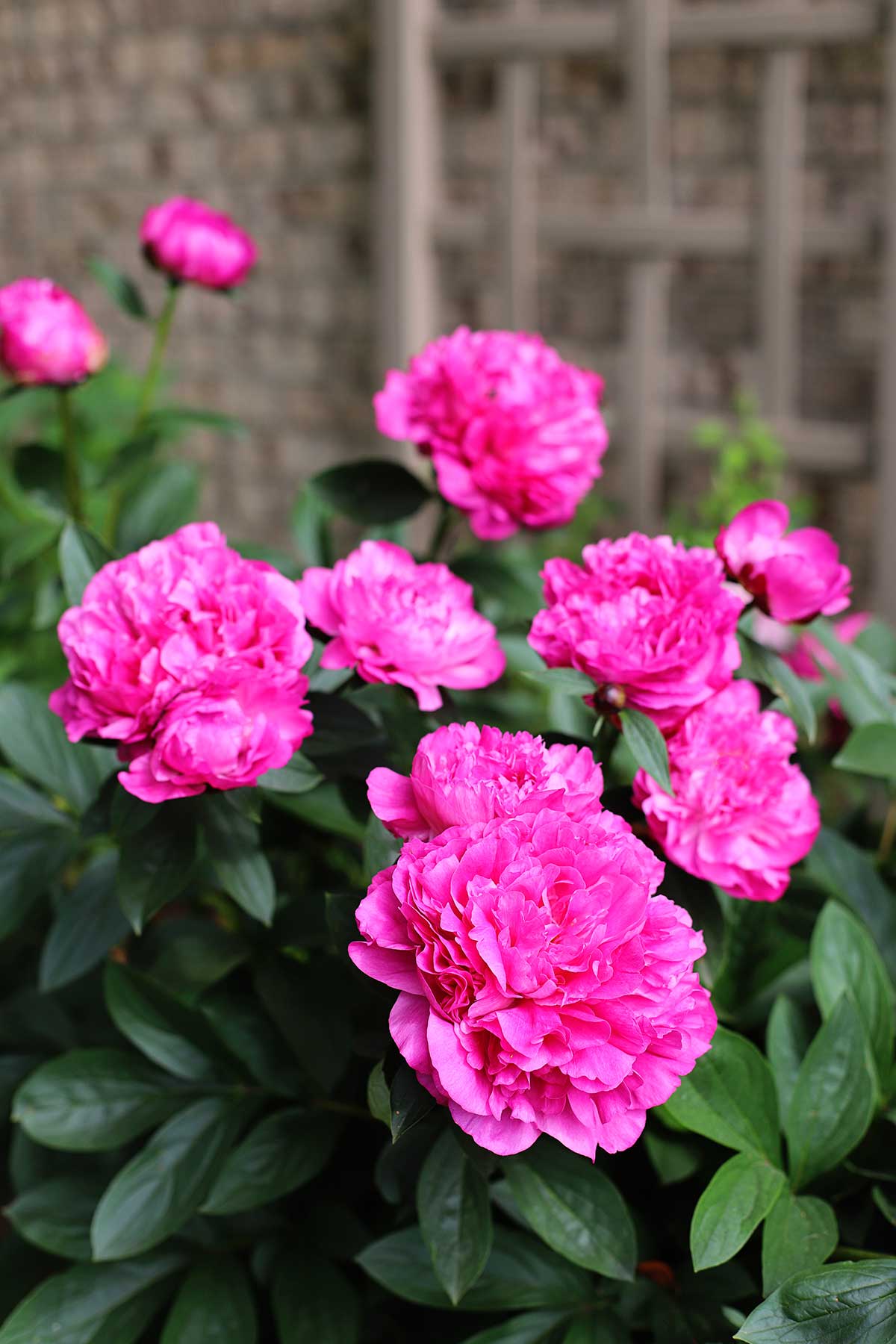 Caring for your peony bush - tips and tricks.