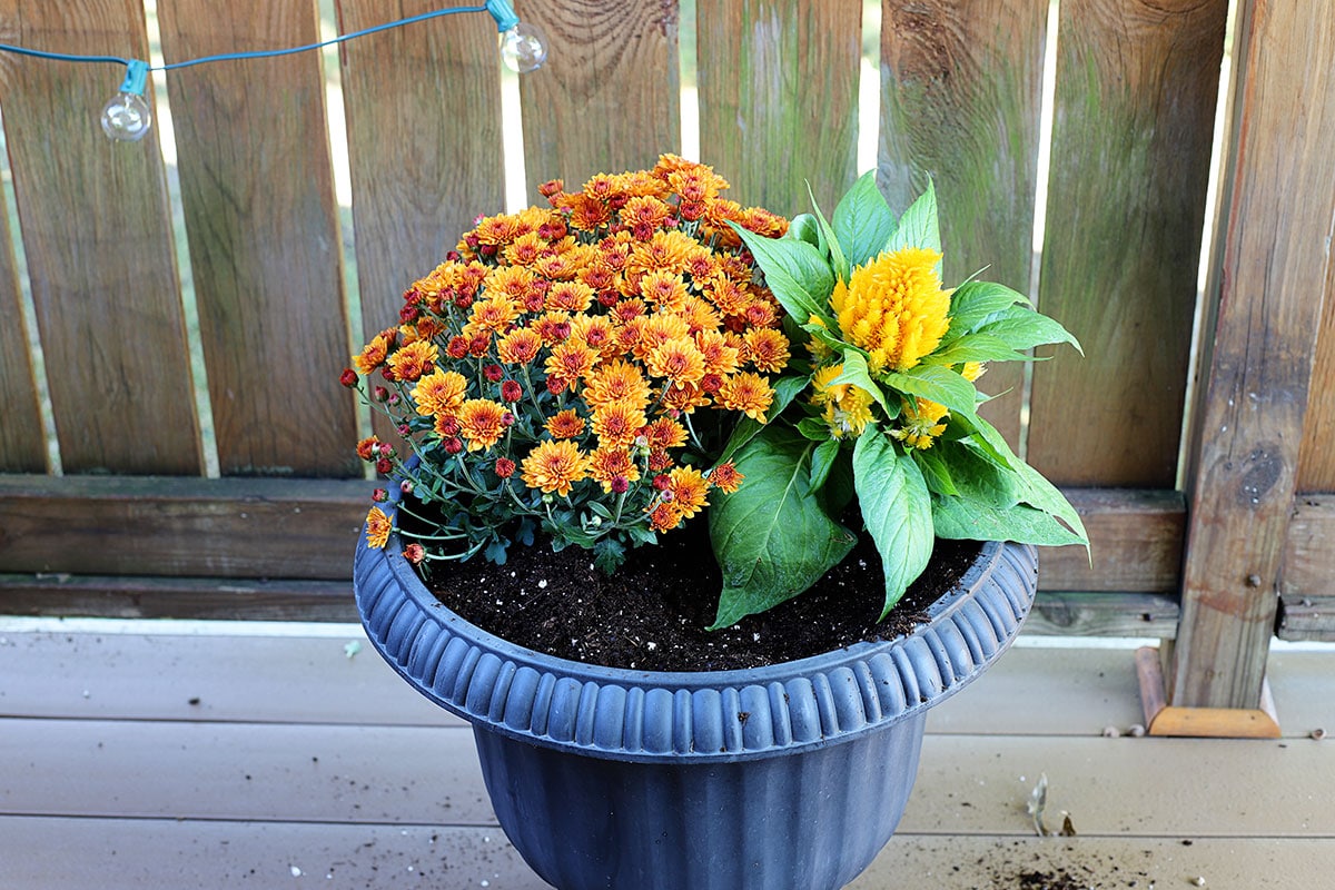 Planting the yellow celosia in a fall container.