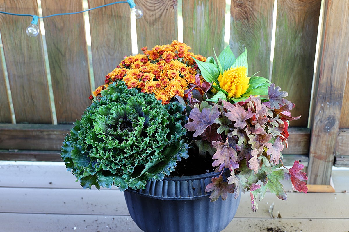 Planting coral bells in a fall container.