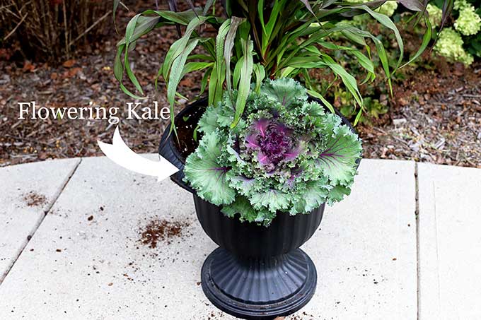 Flowering kale for fall outdoor planter.
