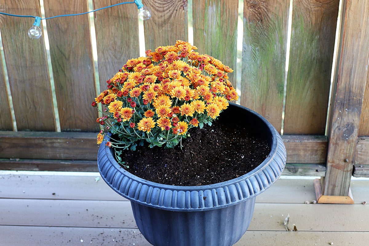 Planting an orange mum in a fall container.