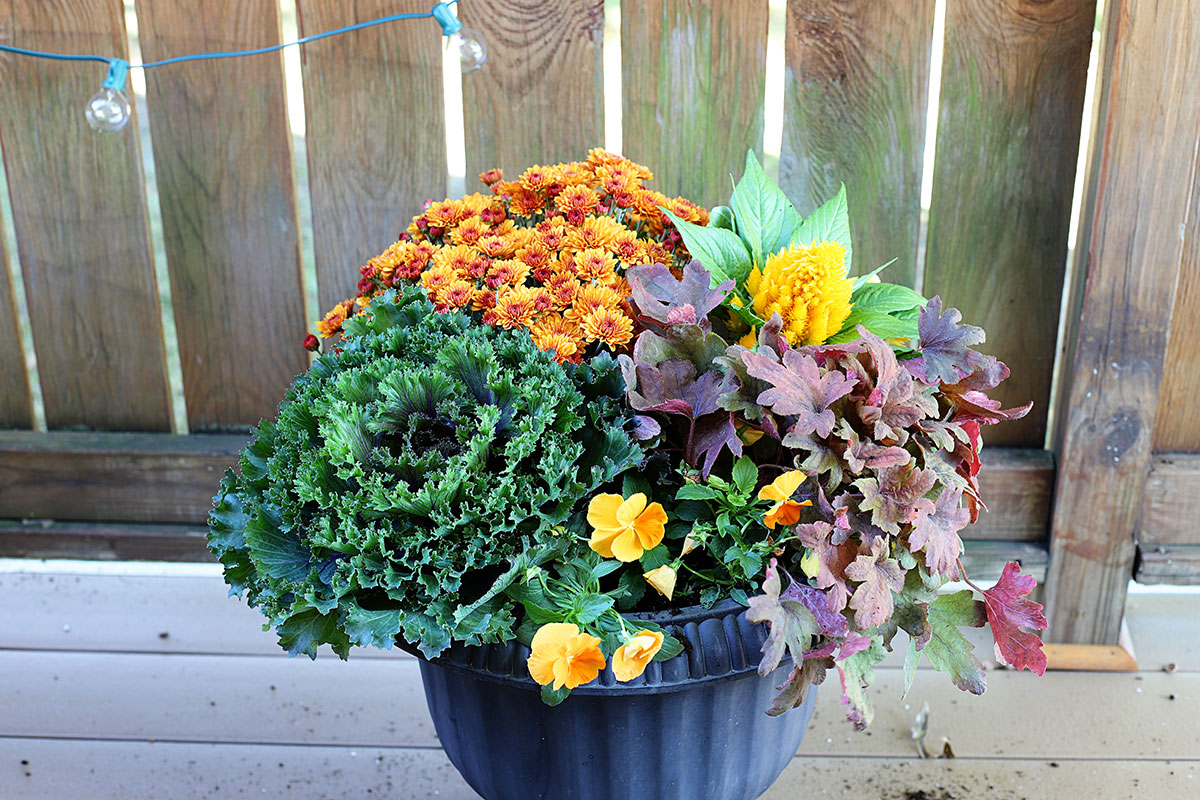 Planting orange pansies in a fall container.