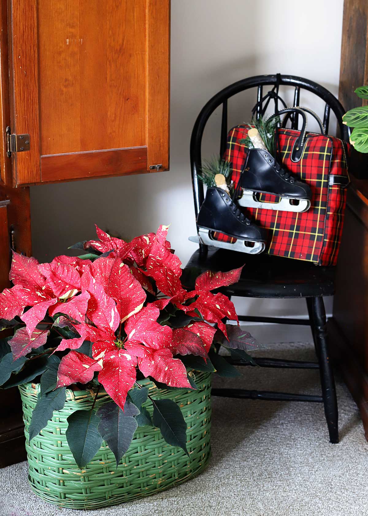 red poinsettia in a green basket and ice skates hanging on a chair