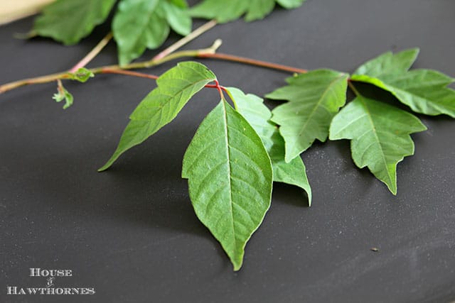 Identify poison ivy