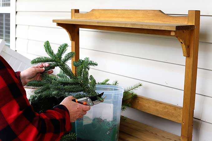 pruning pine branches for holiday arrangement