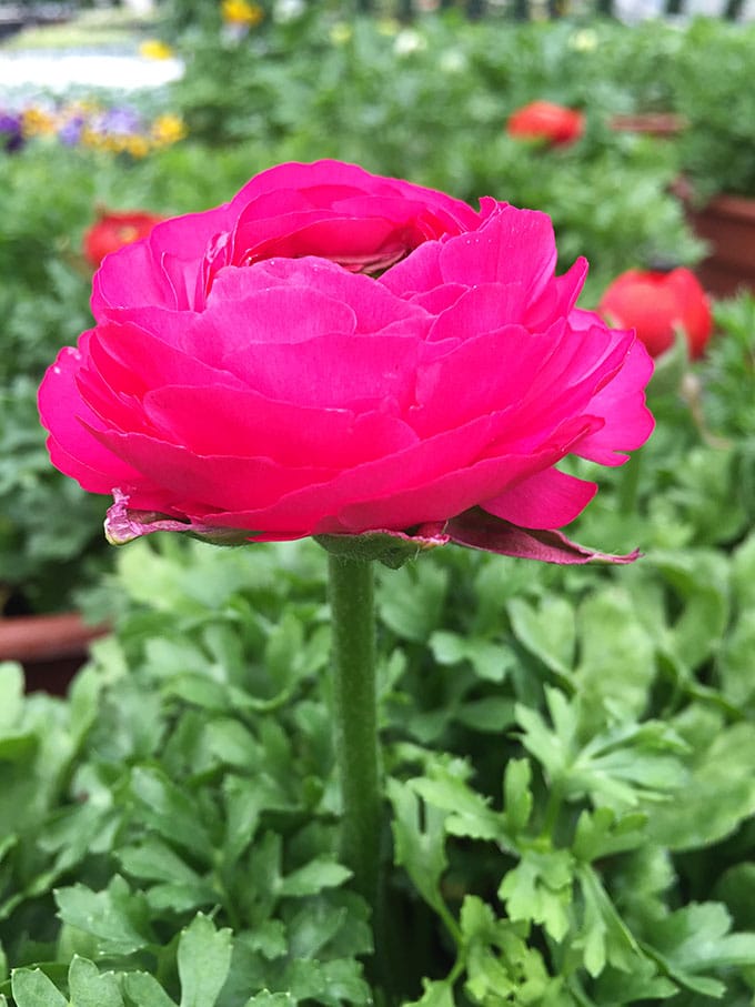 Ranunculus - a cold tolerant spring flower