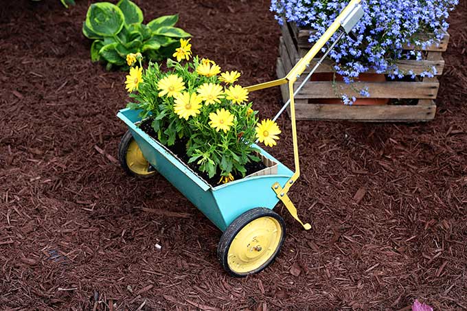 Vintage seed spreader used as a planter